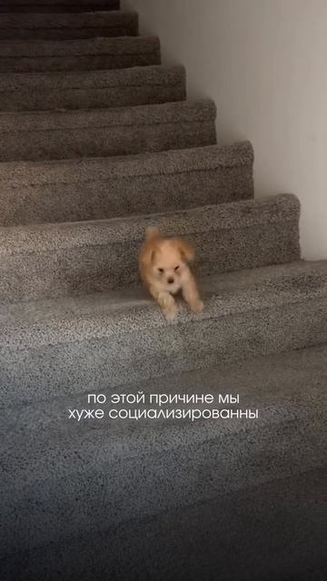 Ещё больше о собаках и нюхательный мяч для вкусняшек можно найти у нас арт. WB #445712600