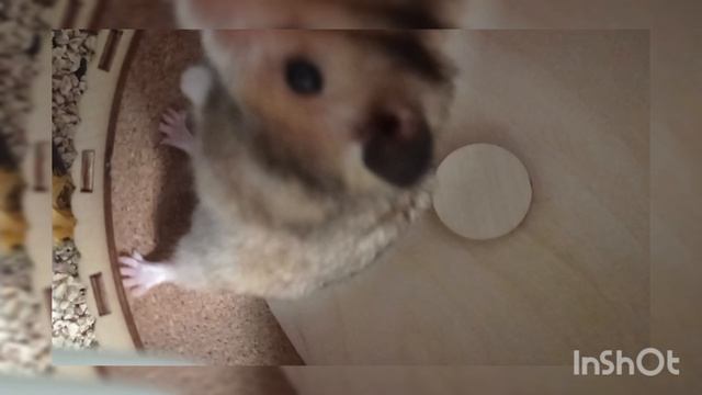 хомчик