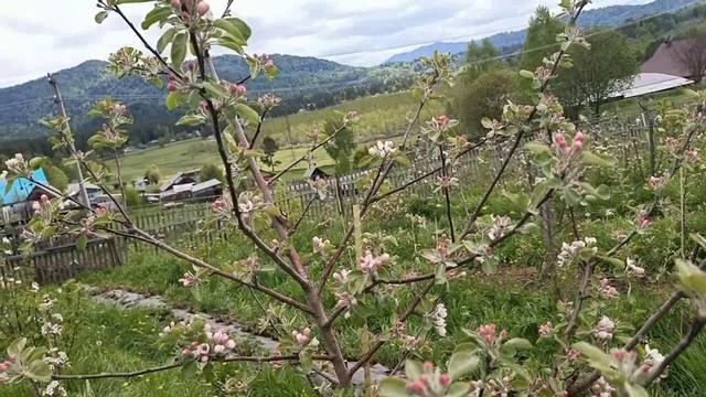 яблони с разными сроками цветения