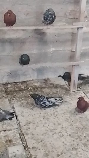 николаевские мраморные голуби