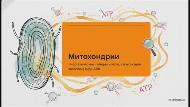 Биология 10 класс § 19 Митохондрии Пластиды Органоиды движения Клеточные включения