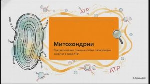 Биология 10 класс § 19 Митохондрии Пластиды Органоиды движения Клеточные включения