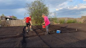 Вспахали ОГОРОД .Выставила вазоны с ПЕТУНИЯМИПосадили КАРТОШКУ.