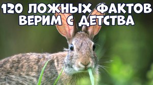 120 ЛОЖНЫХ ФАКТОВ, В КОТОРЫЕ МЫ ВЕРИМ С ДЕТСТВА
