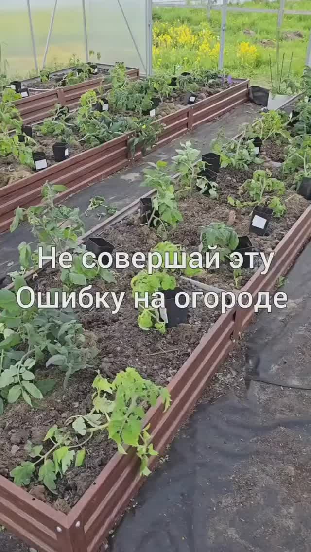 Помогаем почве и себе  #мульчирование #мульча #грядки #огород