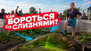 КАК БОРОТЬСЯ СО СЛИЗНЯМИ НА УЧАСТКЕ