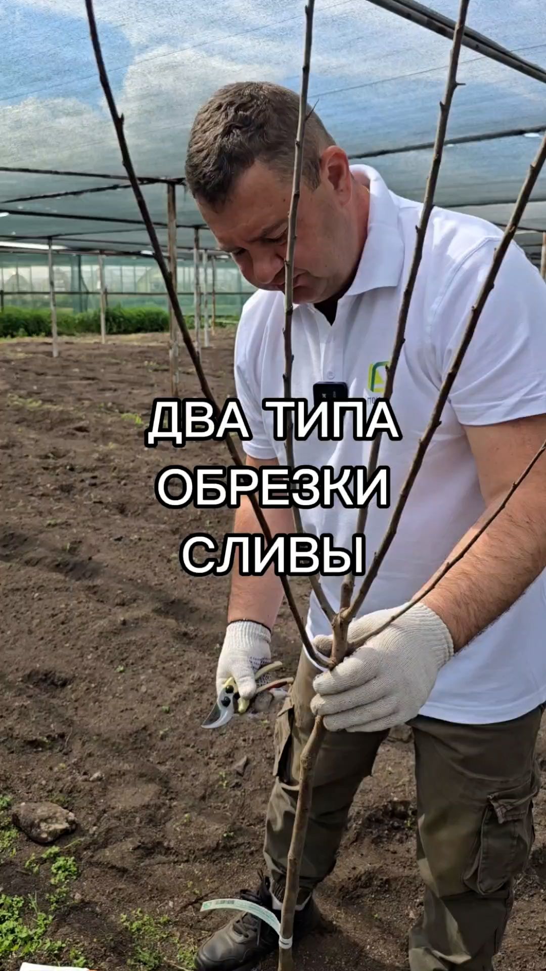 ДВА ТИПА обрезки сливы!