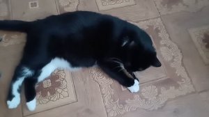 Игривый кот