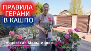 Как вырастить герань садовую пышным кустом? Пеларгония: важные правила перевалки в больший горшок