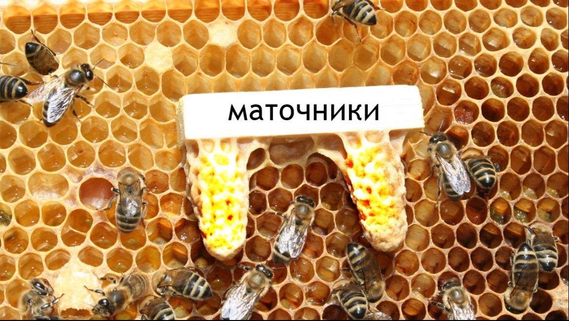 Маточники 🐝Заложить типа РОЕВЫЕ