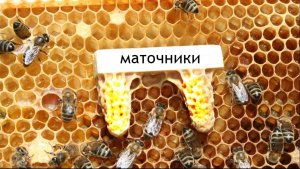 Маточники 🐝Заложить типа РОЕВЫЕ