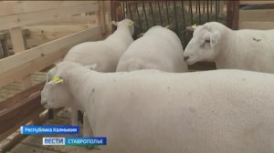 Ставропольские животноводы представили свои достижения на Всероссийской выставке племенных животных