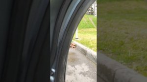 Сузуки Витара 207г