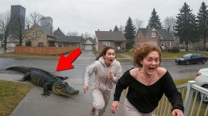 Невероятные Побеги Животных, Снятые на Камеру
