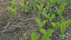 Море в Песчанском и ландыши в лесу. Сахалин