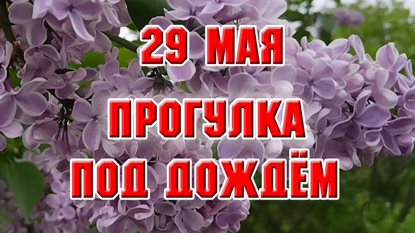 29 мая. Прогулка под дождем по моему саду