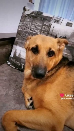 Больше меня в лайке