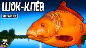 ТАКОГО клёва я не видел! Янтарное озеро раздаёт #рр4