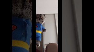 Знакомьтесь это Басик