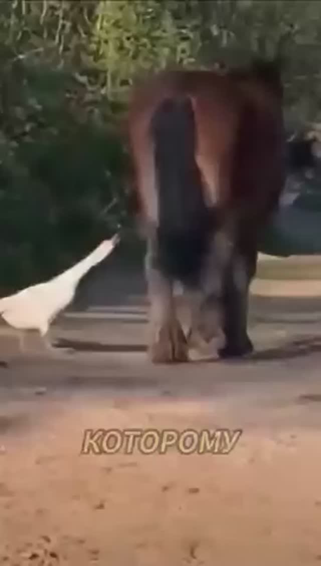 Самое наглое животное в мире