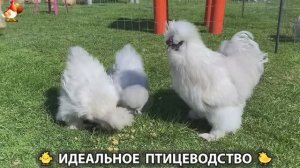 Идеальное птицеводство достойно восхищения 🐓🦆🦢🦚🦃🐔 эпизод (499)