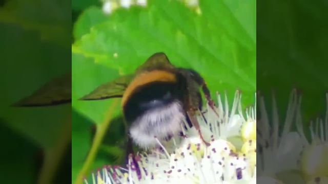 шмель на цветах macro 20220618_171257