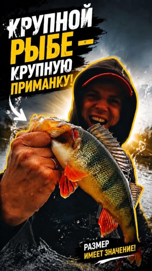 🎣 Окуня не смутил Swing Impact в размере 3,5»🔥 #teammida