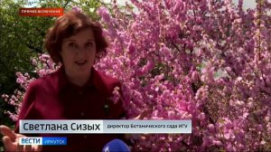 В Ботаническом саду Иркутска зацвела сакура