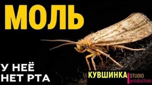 Моль ест ваш свитер и пьёт слёзы птиц смотреть онлайн