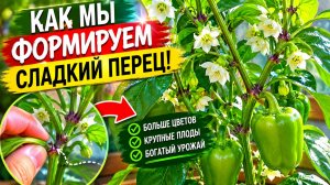 КАК МЫ ФОРМИРУЕМ СЛАДКИЙ ПЕРЕЦ