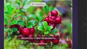 Собираем пазлы. Магия леса. Сезон Ягод