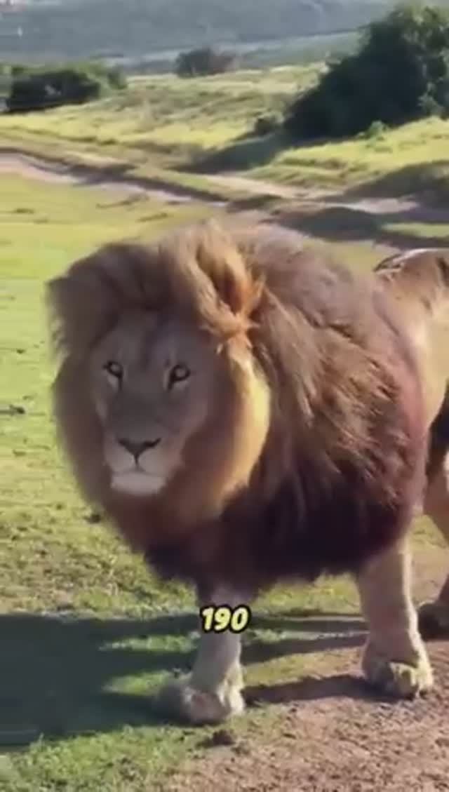ЛЕВ ЭТО ЦАРЬ КОТОРЫЙ НИХРЕНА НЕ ДЕЛАЕТ