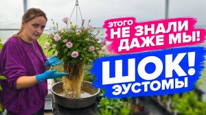 НОВАЯ ИНФОРМАЦИЯ ПРО ЭУСТОМЫ