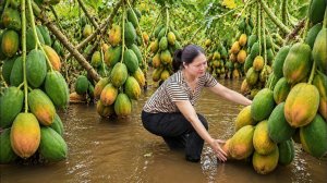 Нарвала много гигантских папай в тропических лесах | Быстро раскупили на деревенском рынке.