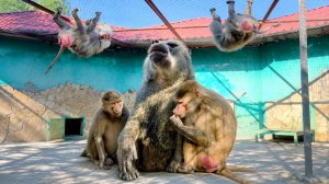 Наша Жуля громче всех! Люся с компанией заглядывают к Рокки, а дом3 ждет новых  соседей!