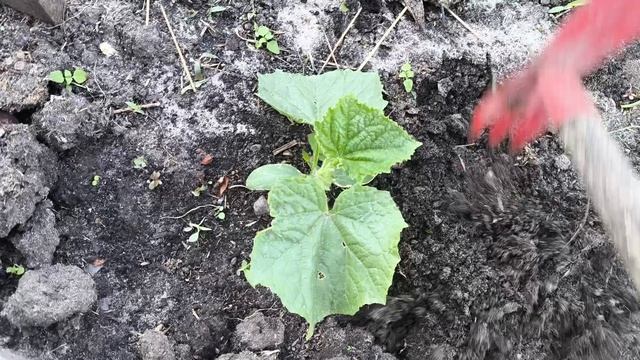 ГЛАВНОЕ - УСПЕТЬ сделать 🥘🐷🌿 смотреть онлайн
