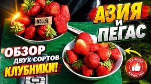 Азия и Пегас-обзор двух сортов клубники.