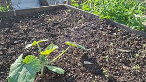 всё зарастает ужас 29.05.26