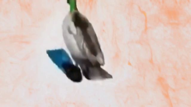 утка крутится