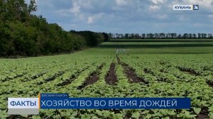 Град повредил порядка 2,1 тыс. га озимых в трех районах Кубани