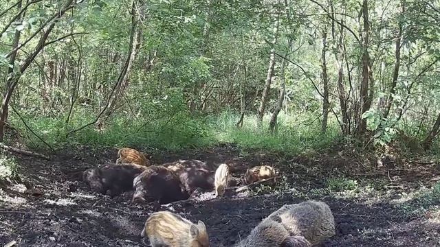 Кабанчики фото ловушка смотреть онлайн