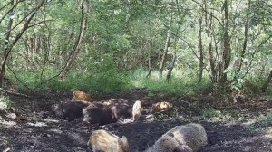 Кабанчики фото ловушка