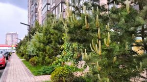 Влог. Подработка курьером. Прогулки которые оплачиваются