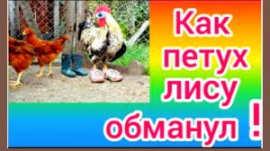 В.Бианки  «КАК ПЕТУХ ЛИСУ ОБМАНУЛ»