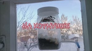НА КОРМУШКЕ