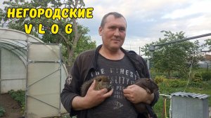 НУТРЯТА на выгуле. На хозяйстве. 26.05.26