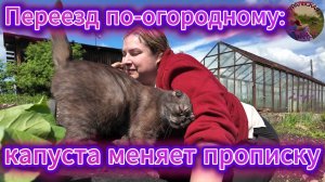 Капуста на воле: побег из теплицы