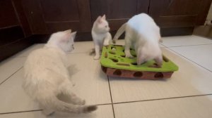 Ой, какая суперская игрушка для котят
