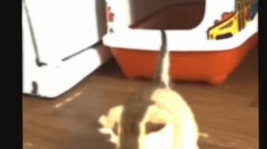 cats...