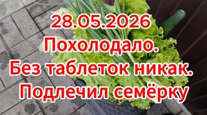 28.05.2026 Похолодало. Без таблеток никак. Подлечил семёрку